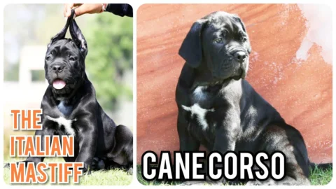 Top Notch #Quality #Cane #Corso #Puppies The #Mastiffs of #Italy