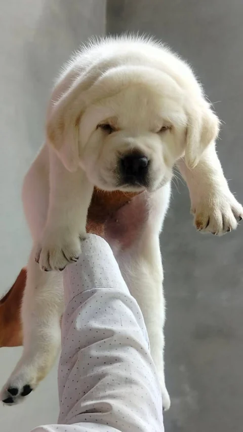 Top Notch Fawn / White / Cream Labradors