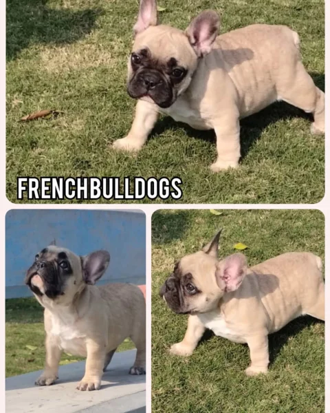 Fawn Coat French Bulldog