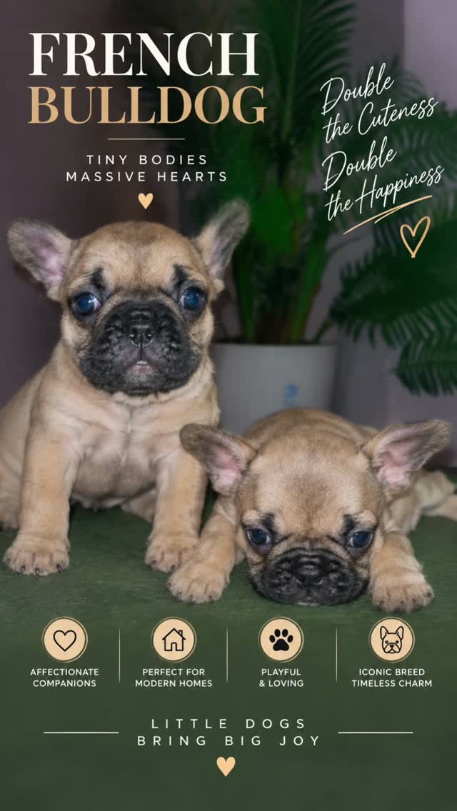🐾 COMPACT. MUSCULAR. UNMISSABLE.