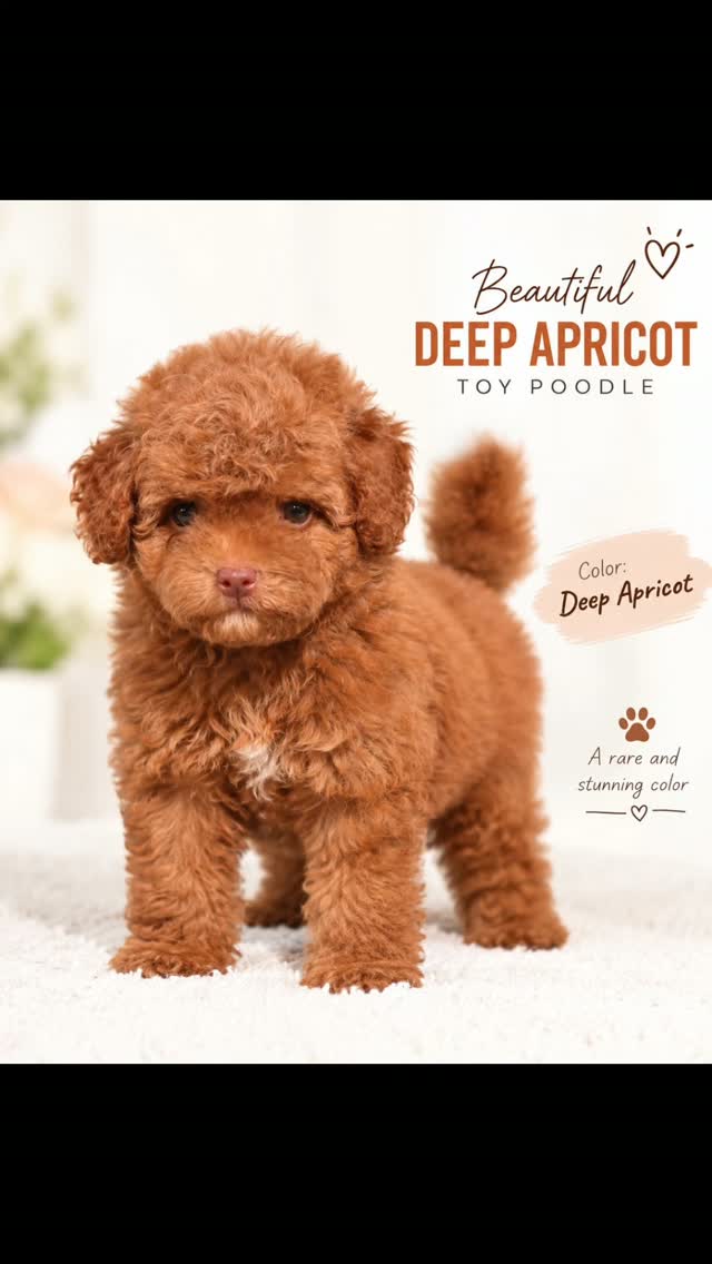 ✨ A Poodle Made for the Spotlight ✨
