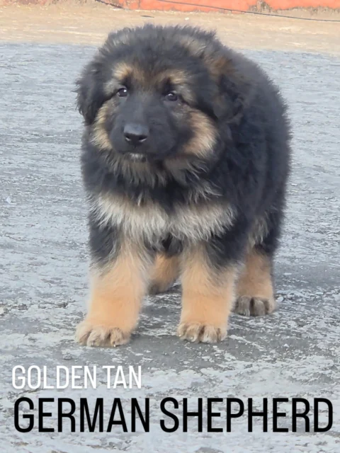 ✨ Elite Golden Tan Heavy Coat German Shepherd Puppies ✨