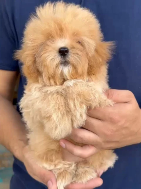 ✨Golden clouds of cuteness ☁️✨