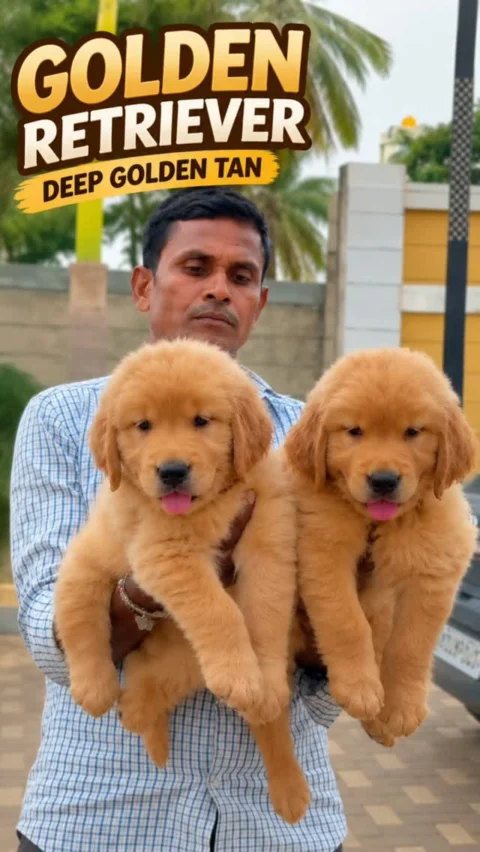 💛 Some Childhoods Deserve a Golden Beginning 🐾