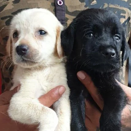 🔥#Labradors