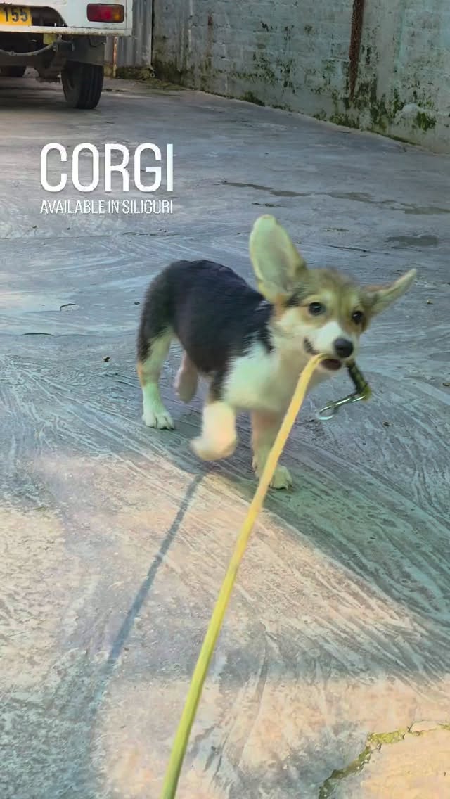 Cute Female #Corgi. Loves to play. About 3months now and
