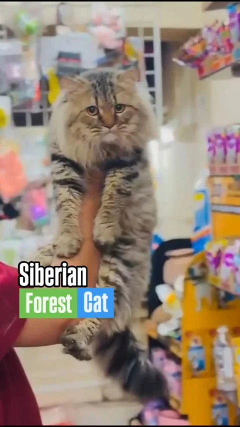 Siberian Cat : Hypoallergenic Cat Breed.