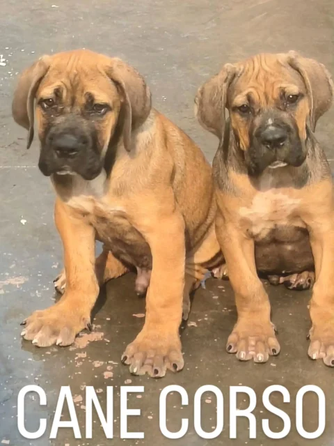 🦴 Fawn Cane Corso Puppies – 3 Months Old 🐾