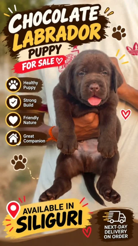 🤎 Not Every Labrador Comes in Chocolate 😍