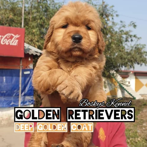 Golden Retrievers