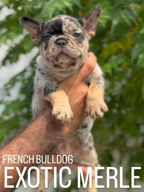🌈 Exotic Merle French Bulldog Puppies 🌈
