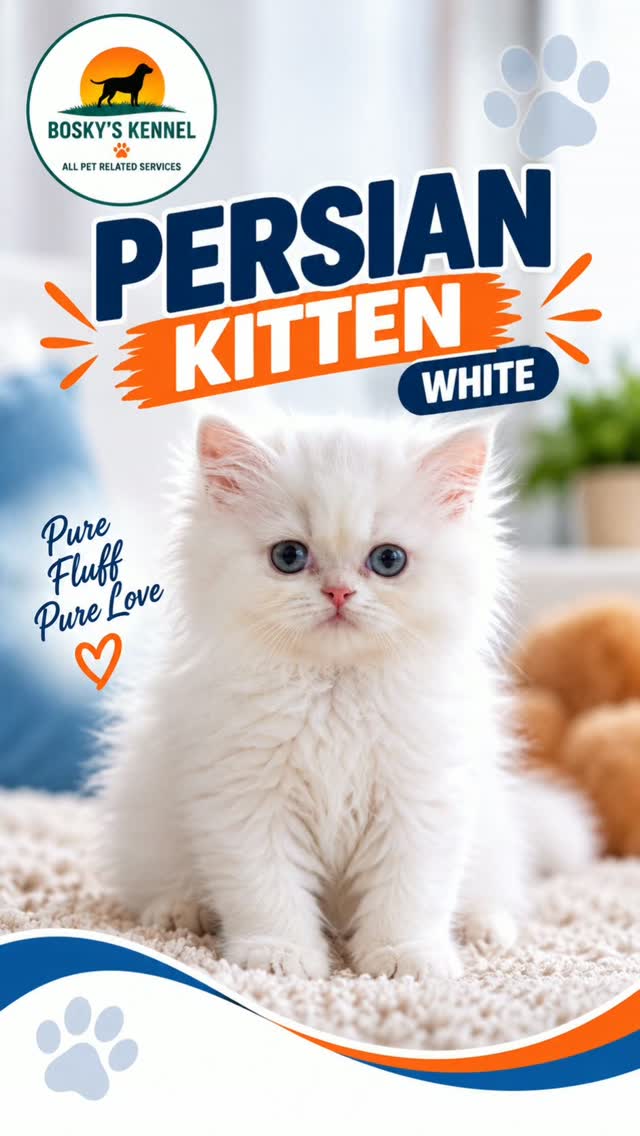 🤍 WHITE PERSIAN KITTEN 🐾