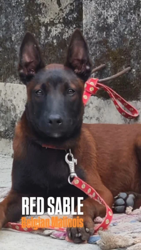 Rare Dark Red Sable Belgian Malinois 3months+ old from Direct