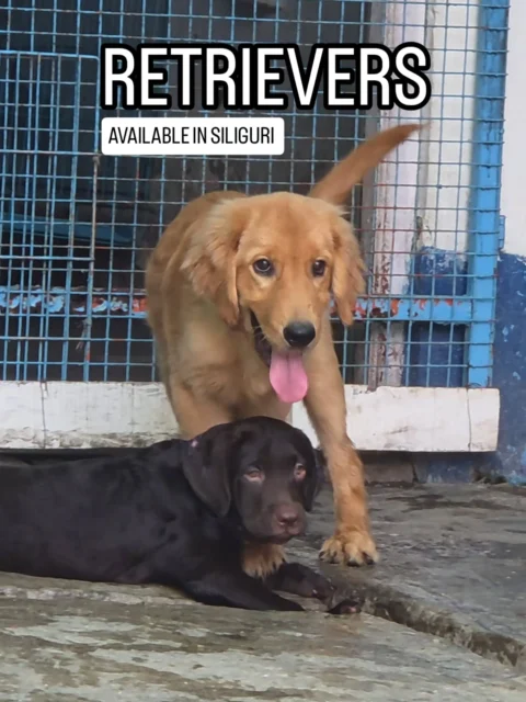 When one Golden Retriever isn't enough... bring home two best