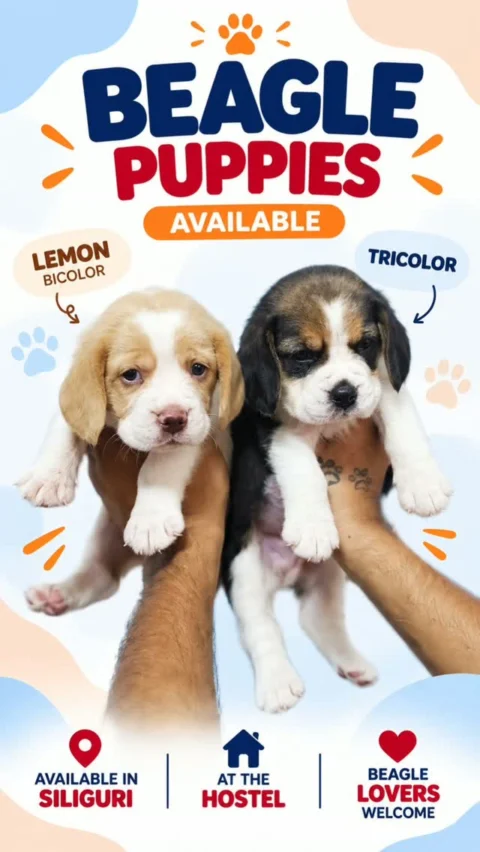 🐾 Two beautiful Beagle colours, one irresistible pair! 🤎🤍