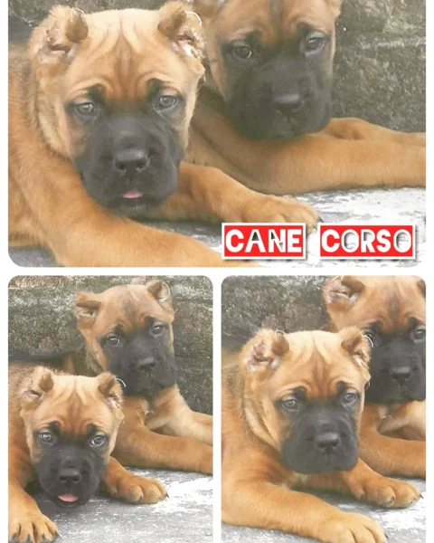 The Awesome #CaneCorso In Fawn Coat #ItalianMastiffs Cropped #Functional #Working