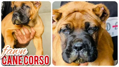 Rare Fawn Coat Import Quality Cropped Docked #CaneCorso 3months #Vaccinated