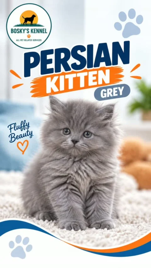 🐾 GREY PERSIAN KITTEN 🩶