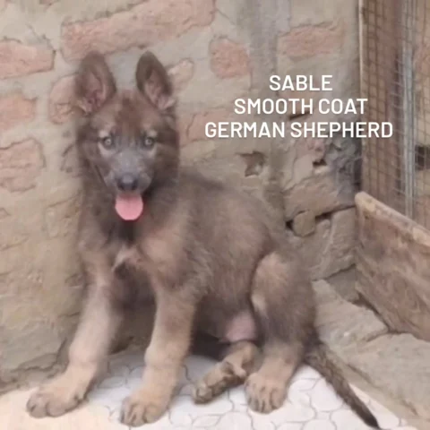 This rich sable coat is the color of true working