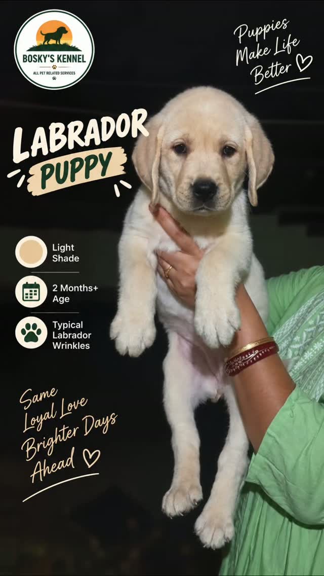 Looking for a light-colour Labrador puppy? 🐾💛