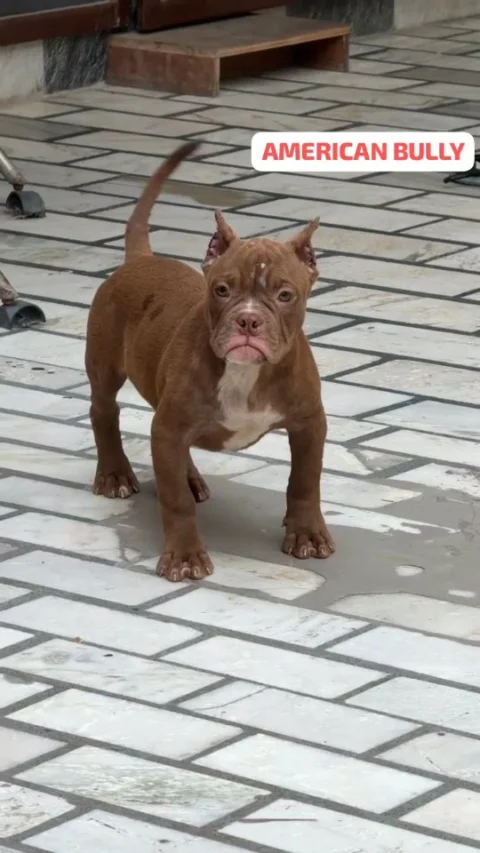 Handsome Chocolate American Bully 🔥