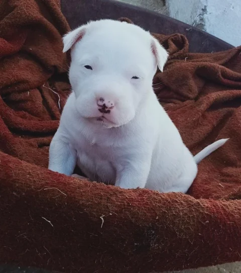 Rare: Full White Coat Pitbull Puppy