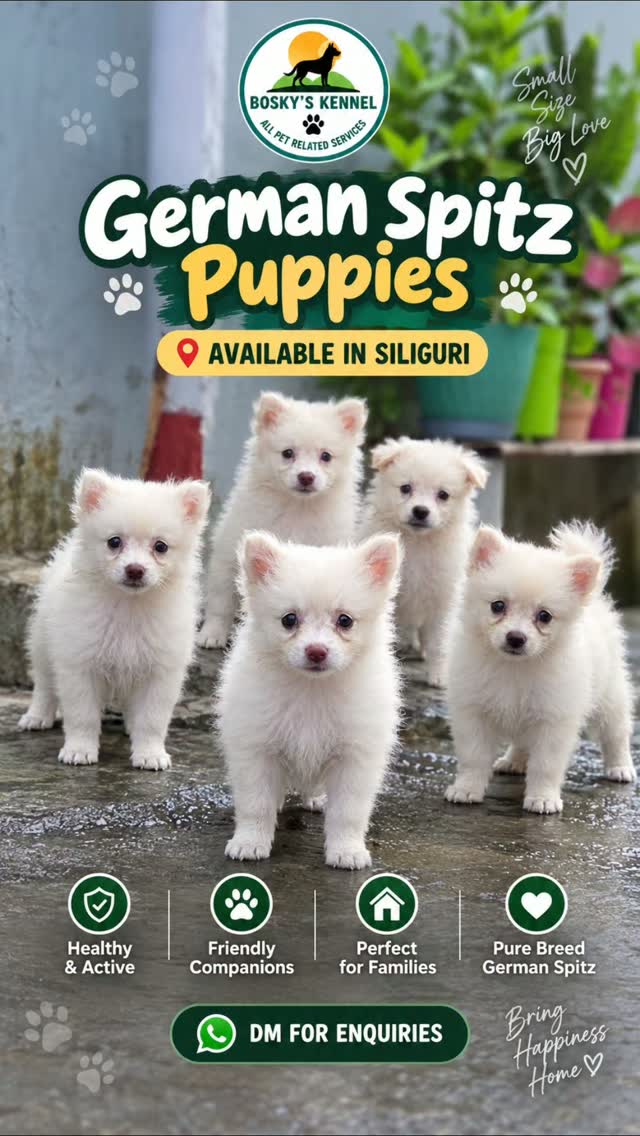 🐾 German Spitz Puppies Available in Siliguri 🐾