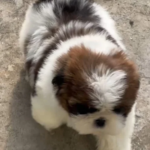 🎀 Attractive Tricolor Shih Tzu Puppies Available 🎀
