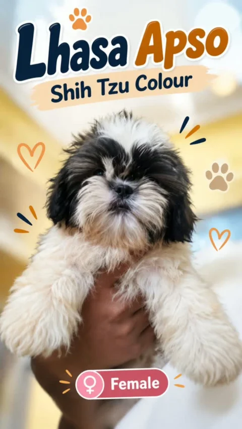 🎀 Small Dog. Long Hair. Big Personality. 🐾