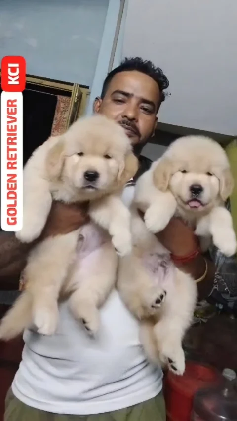 A Golden Beginning. 🐾✨