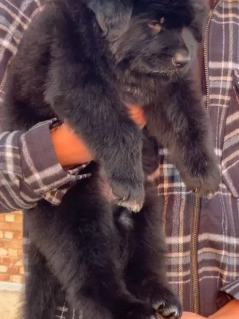 ✨ Full Black German Shepherds ✨