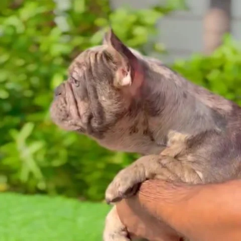 Beautiful #Frenchie Blue Merle