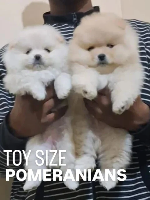 Toy Size Pomeranian Puppies — Cream & White