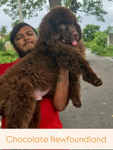Cute Newfoundland puppies available in attractive Chocolate coat.