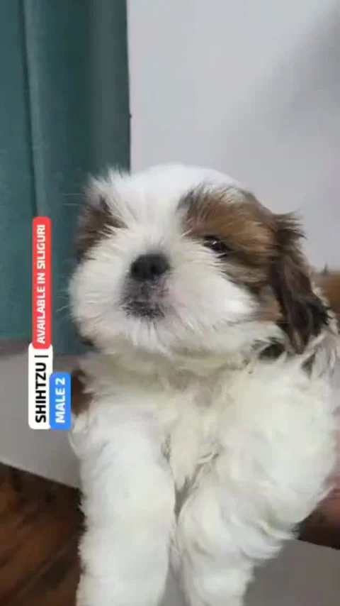 Maybe happiness has four little paws. 🤍