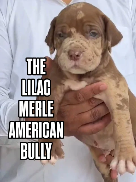 ✨ Not Just a Puppy. A Statement. ✨