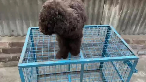 Lets check out some nice #Poodle Colors...