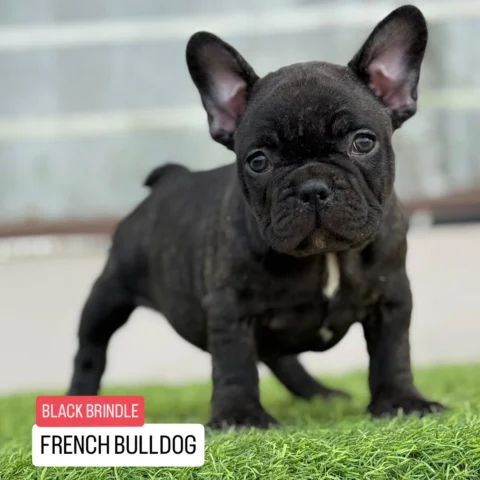 A blend of elegance and power — this Black Brindle