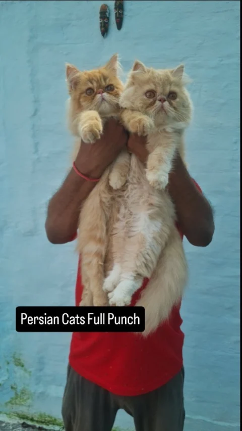 Beautiful Persian Cats delivered to Darjeeling