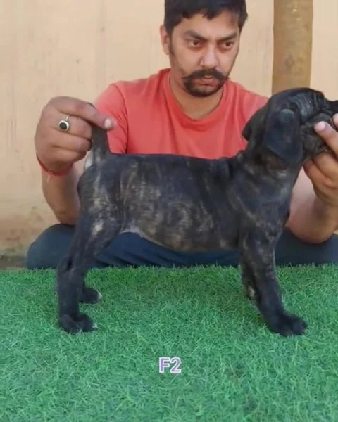 Brindle Coat #CaneCorso #Pups