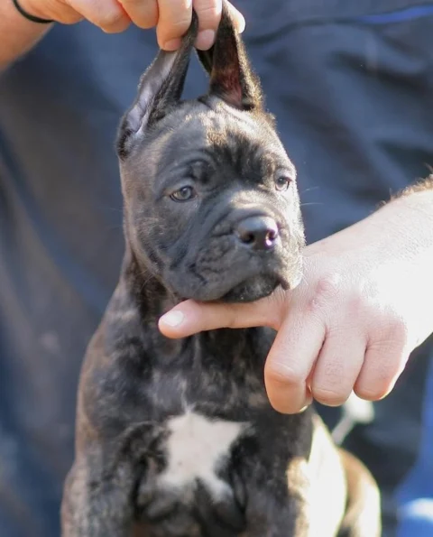 A Fine Quality Brindle Coat #Corso