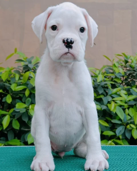 The Full White #Boxer