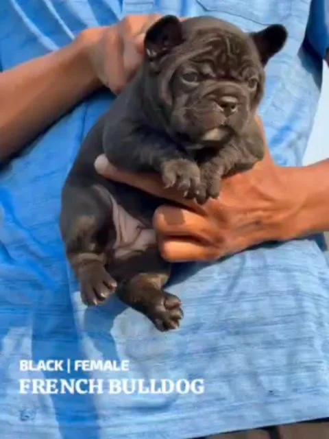 ✨ Premium French Bulldog Puppies Available ✨