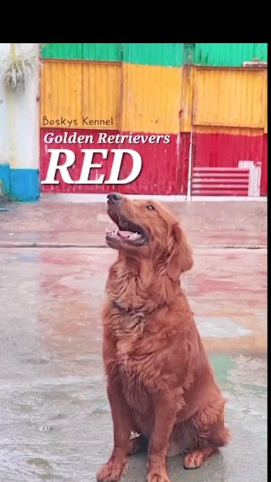 Finny, at Hostel / Dog Boarding by Boskys Kennel