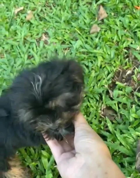Beautiful Tricolor #LhasaApso puppies