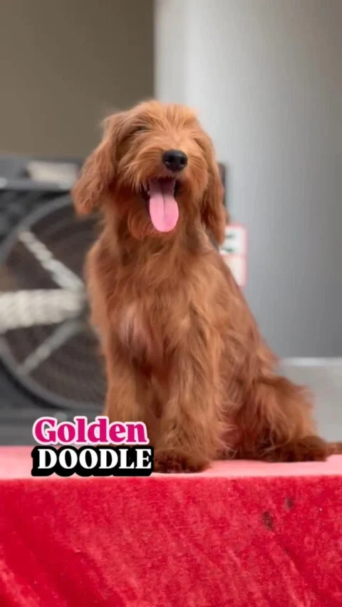 Golden Doodle Puppy Deep Color Coat