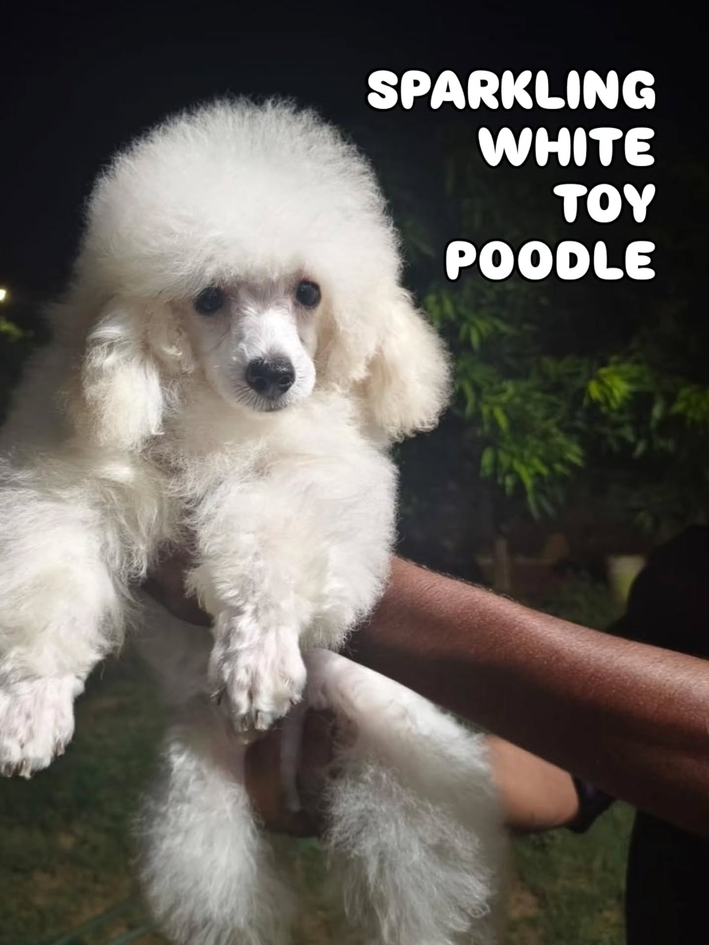 🤍 Some dogs are pets. Some are pure elegance.