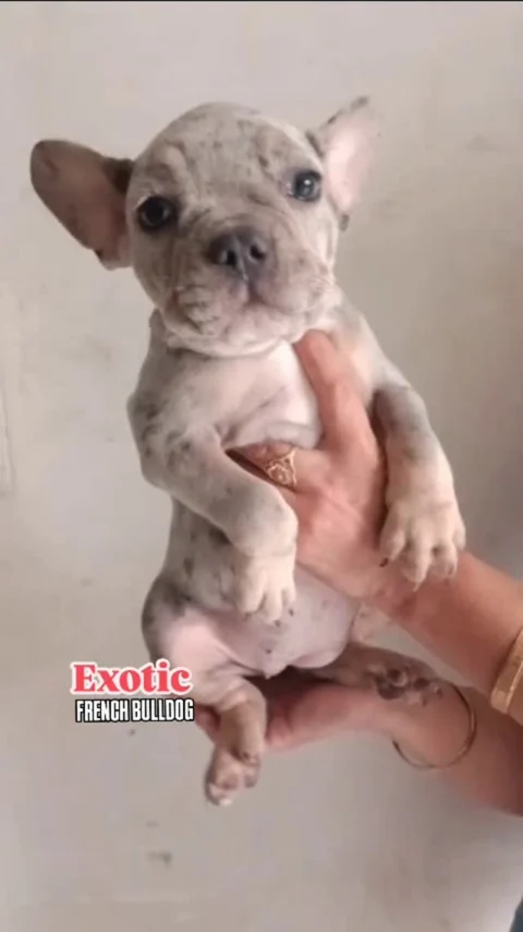 Exotic Silver Merle French Bulldog Puppy Available.