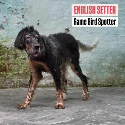 Milo, English Setter, Stable breed, not too overwhelming, but always