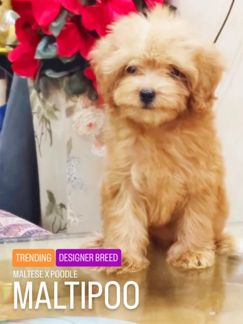 Maltipoo, One of the most sought-after designer breeds today.